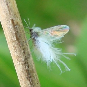 Woolly aphis